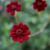 Cosmos 13 cm 'Chocolata'