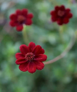 Cosmos 13 cm 'Chocolata'