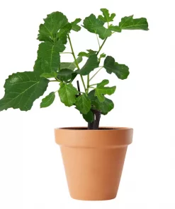 Ficus Carica - Fiken 23 cm