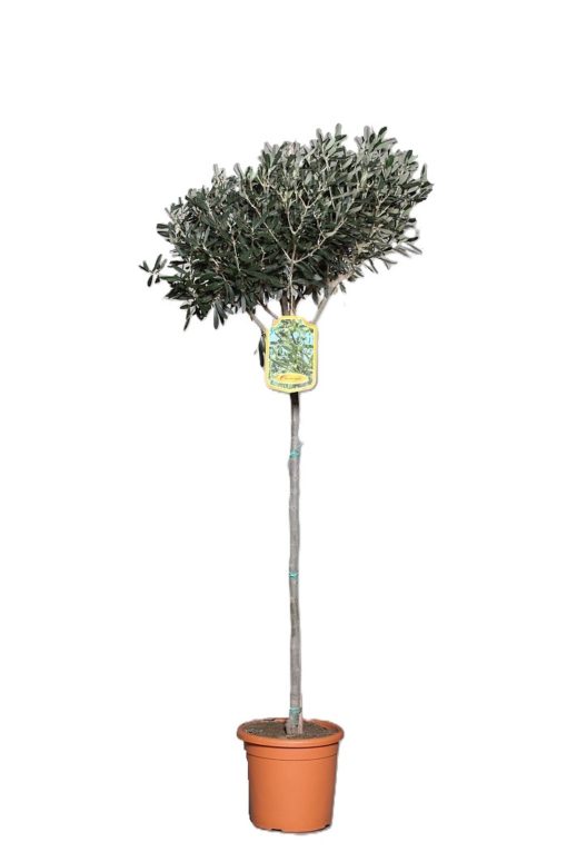 Olea europaea oppstammet 22 cm