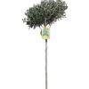 Olea europaea - Oliven 18 cm oppstammet