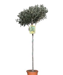 Olea europaea - Oliven 18 cm oppstammet