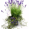 Lavendula Angustifolia & Muehlenbechia 19 cm