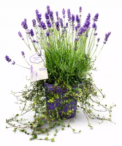 Lavendula Angustifolia & Muehlenbechia 19 cm