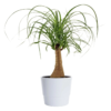 Beaucarnea - Elefantfot mini