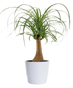 Beaucarnea - Elefantfot mini