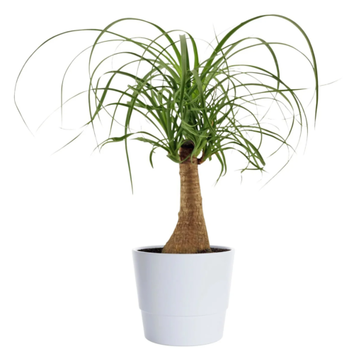 Beaucarnea - Elefantfot mini