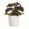 Coleus - Praktspragle mini
