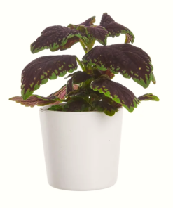 Coleus - Praktspragle mini