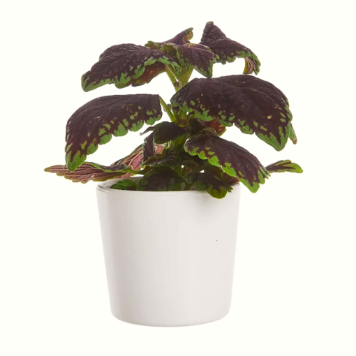 Coleus - Praktspragle mini
