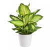 Dieffenbachia - Prikkblad 'Camilla' mini