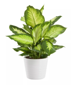 Dieffenbachia - Prikkblad 'Camilla' mini