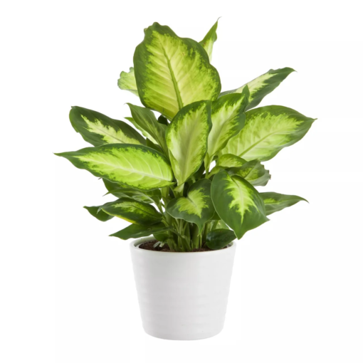 Dieffenbachia - Prikkblad 'Camilla' mini
