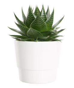 Gasteria mini