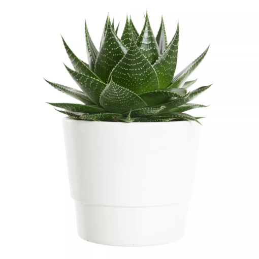Gasteria mini