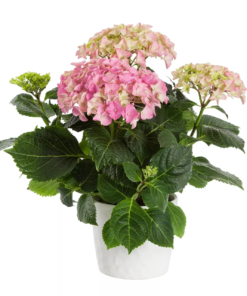 Hortensia 11 cm 3-4 bl.