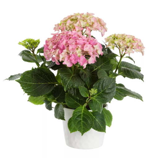 Hortensia 11 cm 3-4 bl.