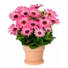 Osteospermum - Spanske Margeritter 19 cm