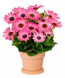 Osteospermum - Spanske Margeritter 19 cm