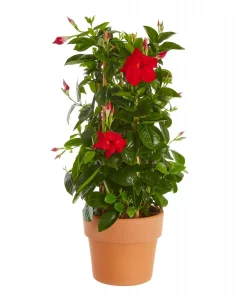 Mandevilla Red Velvet - Ynde 17 cm