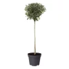 Olea europaea oppstammet 22 cm