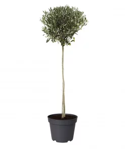Olea europaea oppstammet 22 cm