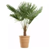 Trachycarpus - Vindmøllepalme 27 cm