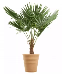 Trachycarpus - Vindmøllepalme 27 cm