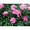 Paeonia Lactifolia - Silkepion 17 cm