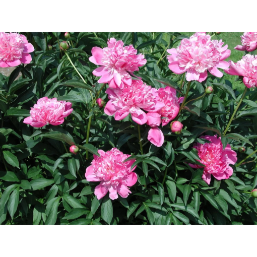 Paeonia Lactifolia - Silkepion 17 cm