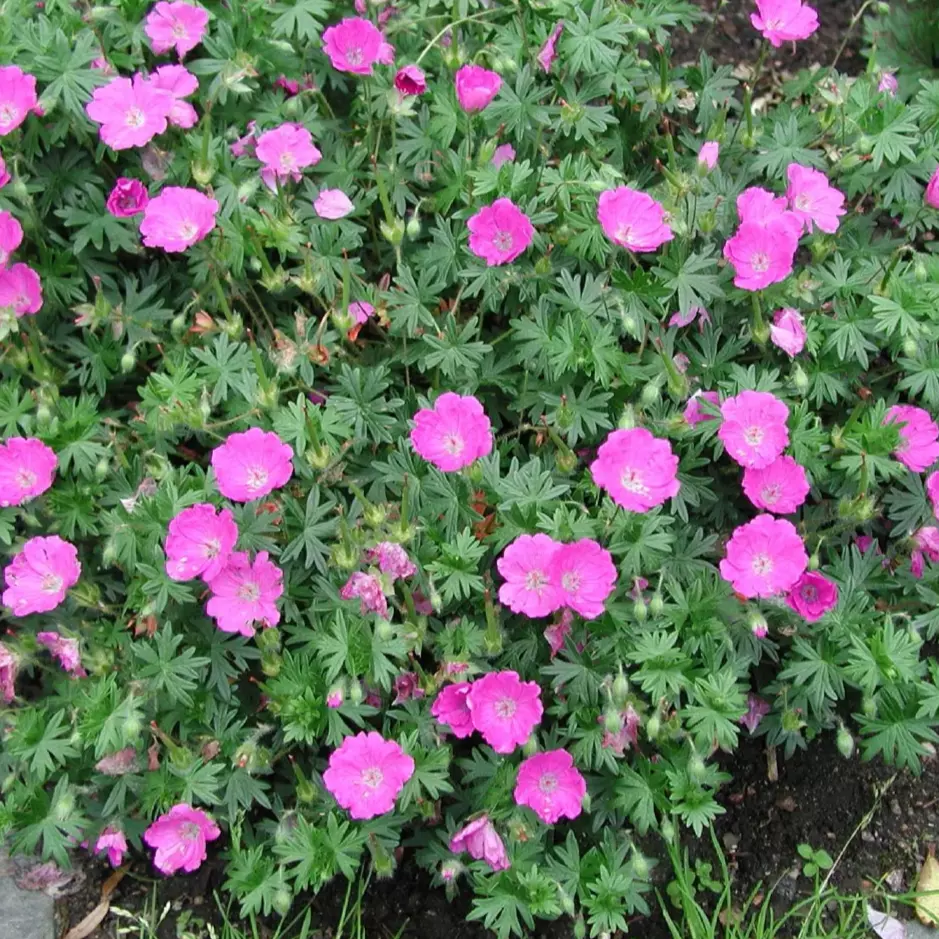Geranium sanguineum 11 cm