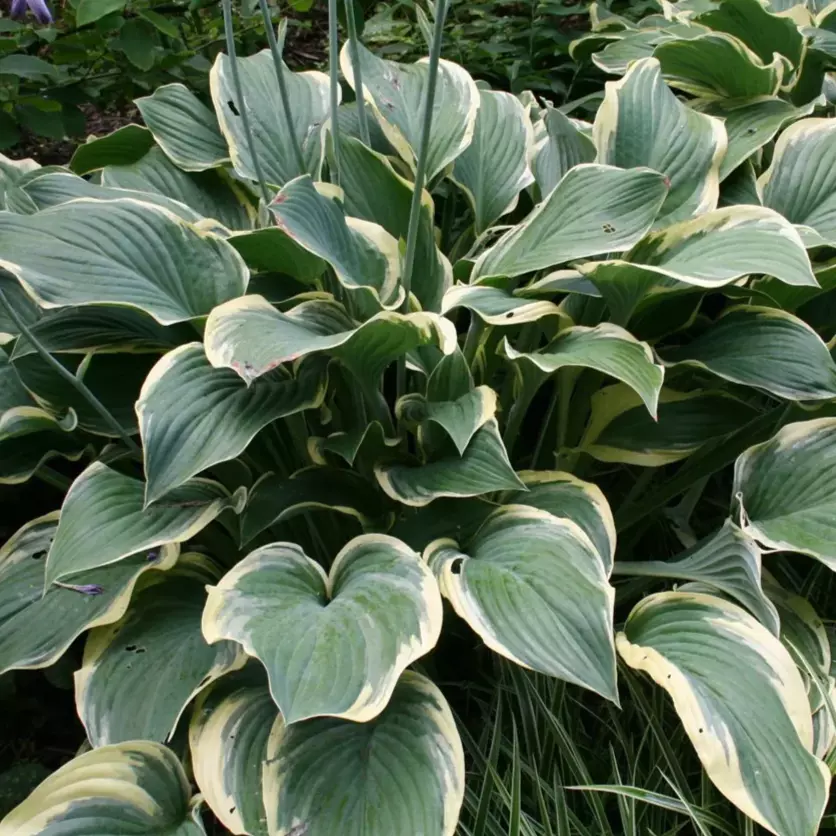 Hosta - Bladlilje 14 cm