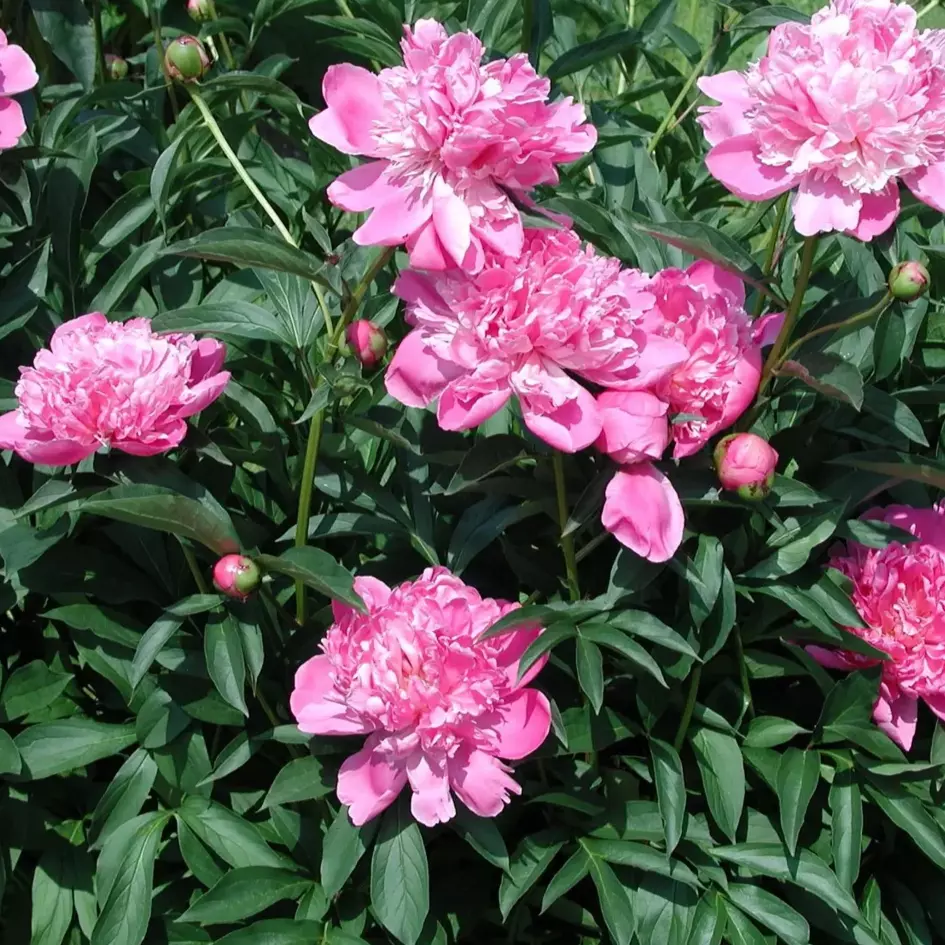 Paeonia Lactifolia - Silkepion 17 cm