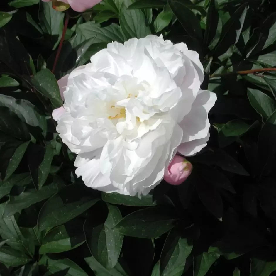 Paeonia lactiflora 'Shirley Temple' - Peon 11 cm