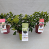 Hydrangea Paniculata - Syrenhortensia 17 cm