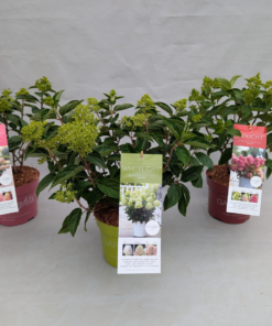 Hydrangea Paniculata - Syrenhortensia 17 cm