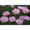 Aster alpinus 'Happy End'  - Alpaster 11 cm