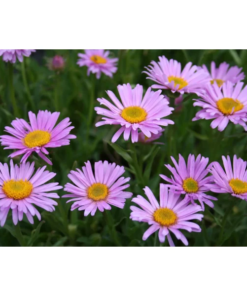Aster alpinus 'Happy End'  - Alpaster 11 cm