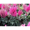 Astilbe 'Elisabeth van Veen' 11 cm