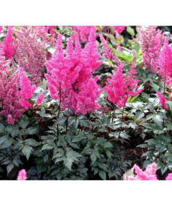 Astilbe 'Elisabeth van Veen' 11 cm