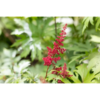 Astilbe 'Fanal' 11cm