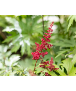 Astilbe 'Fanal' 11cm