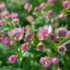Astrantia major pink 11 cm