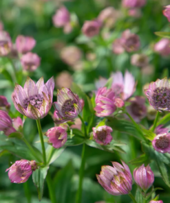 Astrantia major pink 11 cm