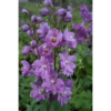 Delphinium 'Astolat' - Ridderspor 11 cm