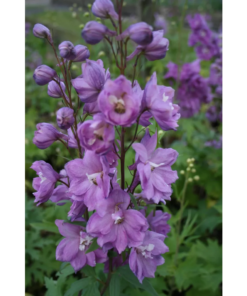 Delphinium 'Astolat' - Ridderspor 11 cm