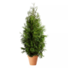 Thuja occidentalis 'Brabant' 160-180 36 cm