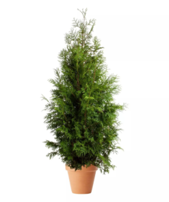 Thuja occidentalis 'Brabant' 160-180 36 cm