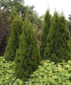 Thuja occidentalis 'Smaragd' 160-180 36 cm