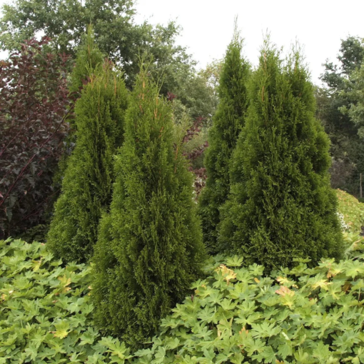 Thuja occidentalis 'Smaragd' 160-180 36 cm